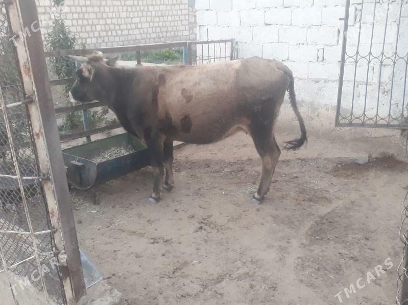 sygyrlar - Джебел - img 5