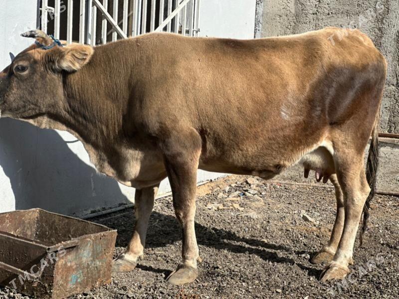 ARGİNAL GÖLELİ SYGYR - Çoganly - img 2