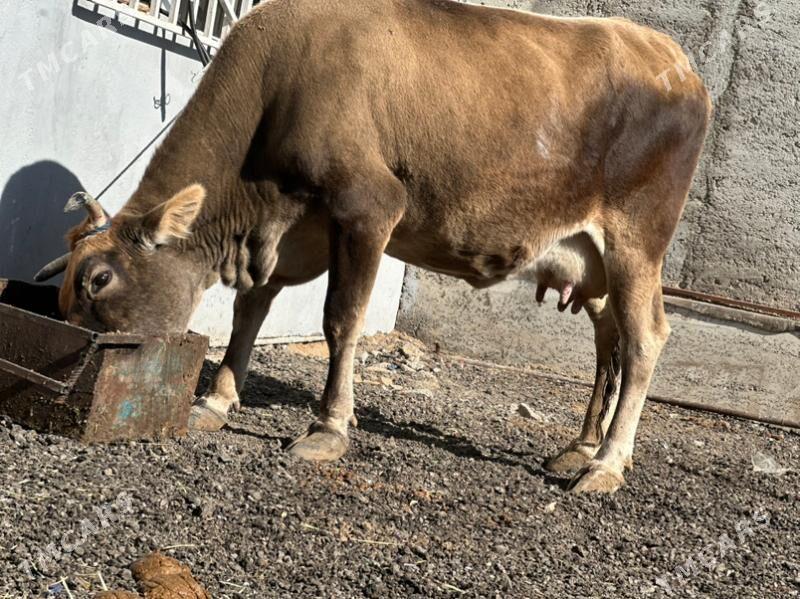 ARGİNAL GÖLELİ SYGYR - Çoganly - img 4