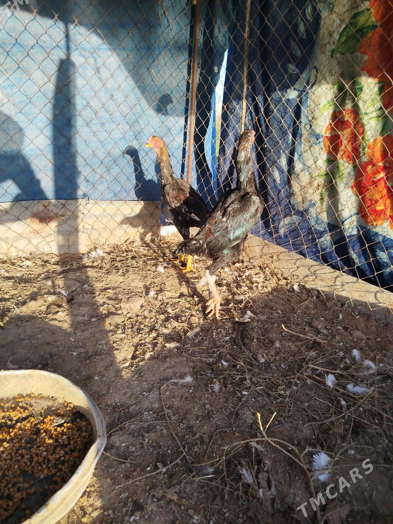 Bayes horaz - Tejen - img 2