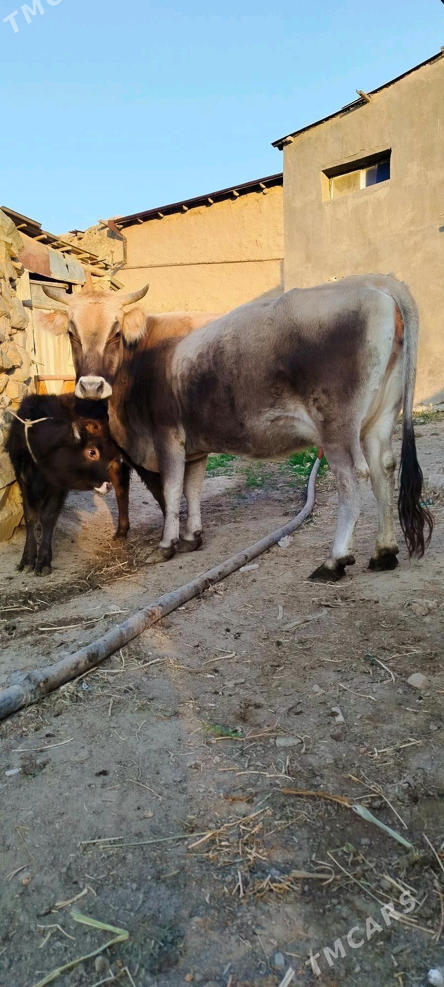 süÿtly tohum sygyr - Bäherden - img 5