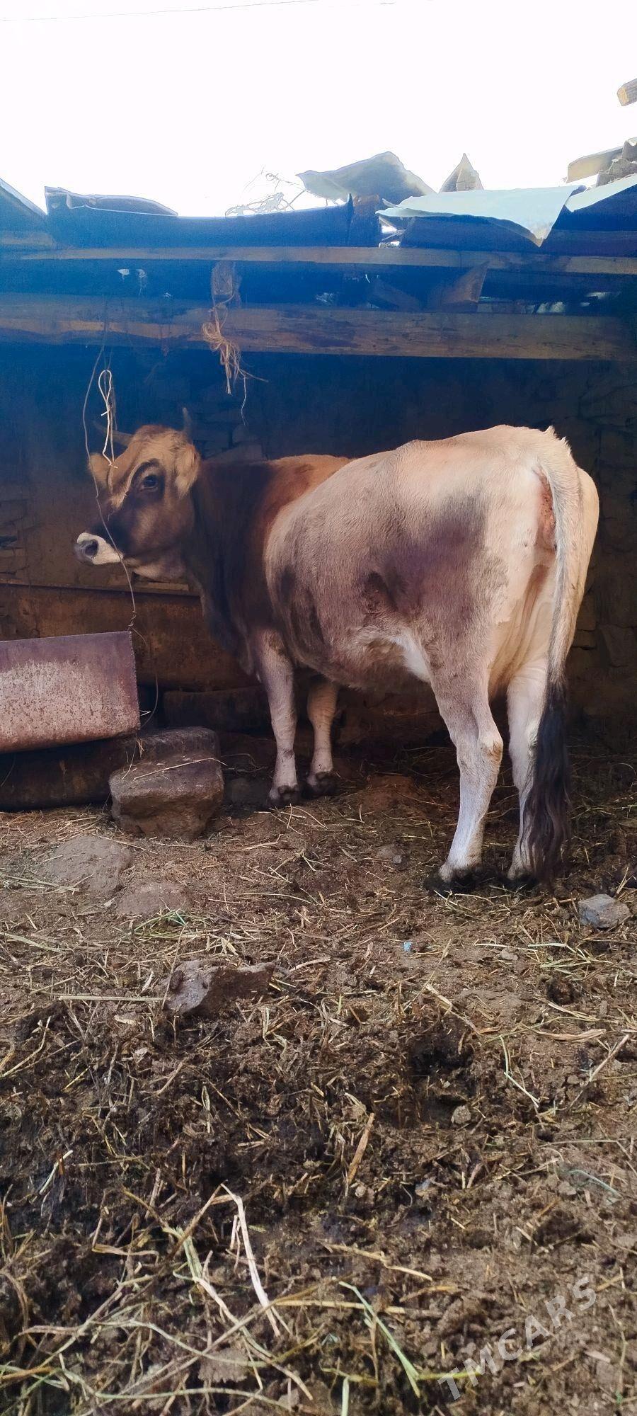 süÿtly tohum sygyr - Bäherden - img 6