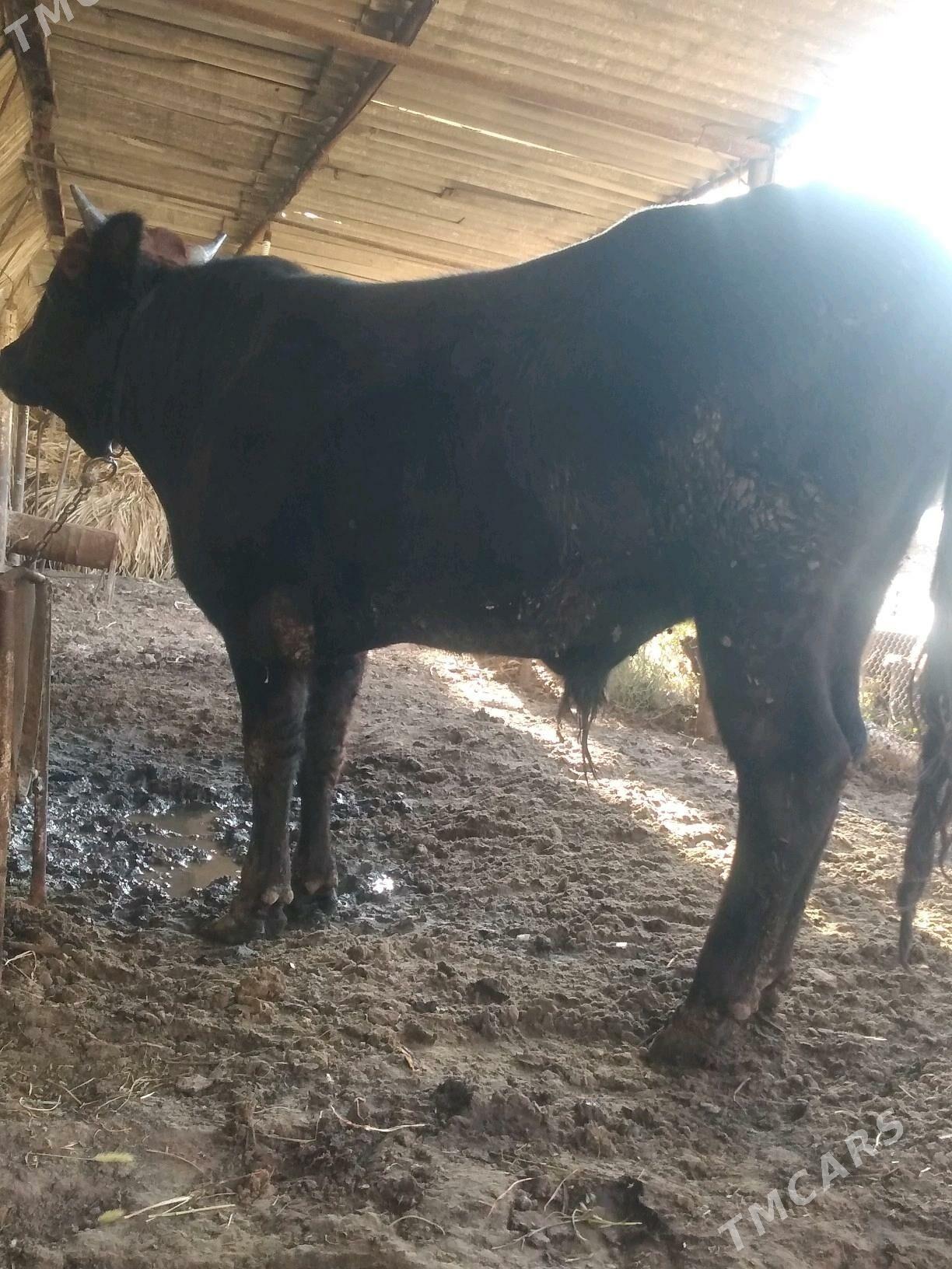 Okuz - Херрикгала - img 2