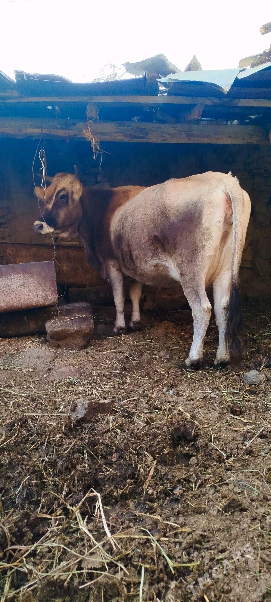 süÿtly tohum sygyr - Bäherden - img 7