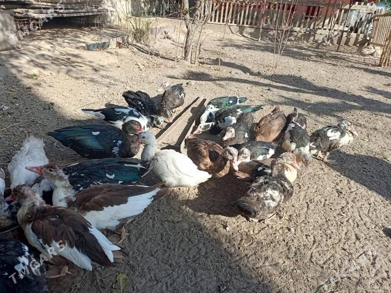 muskus ordeklar - Türkmenabat - img 3