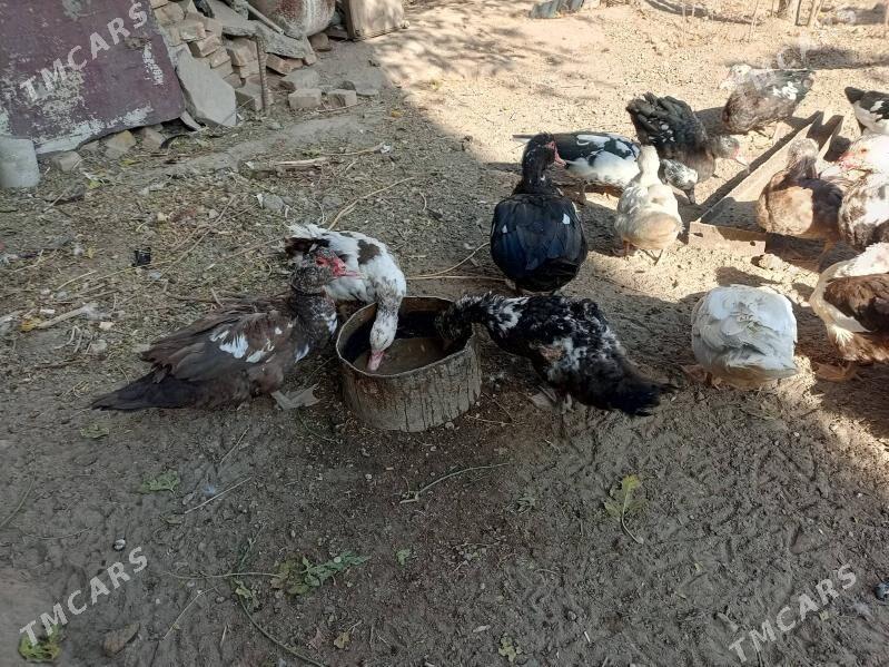 muskus ordeklar - Türkmenabat - img 4