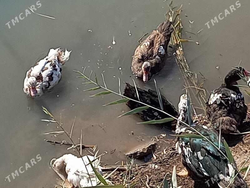 muskus ordeklar - Türkmenabat - img 2