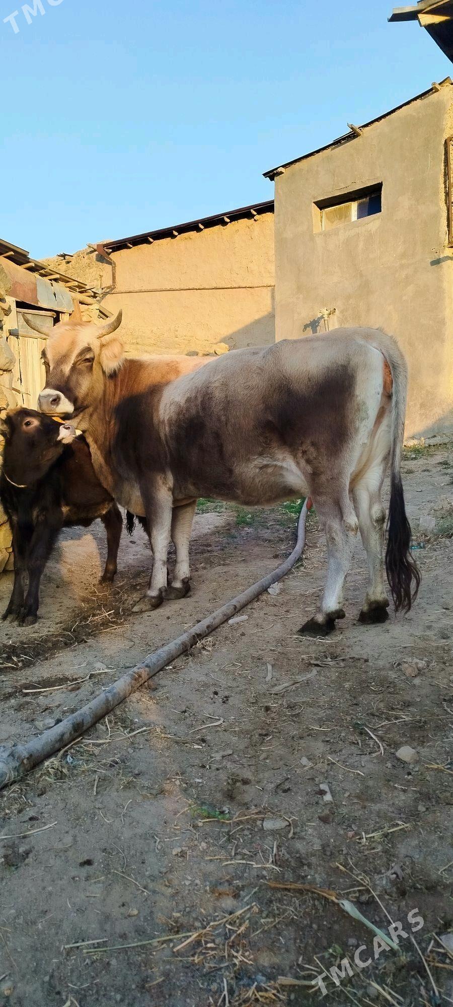 süÿtly tohum sygyr - Bäherden - img 8