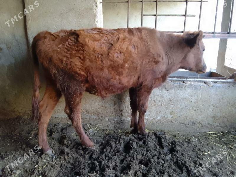 okuz - Багир - img 2