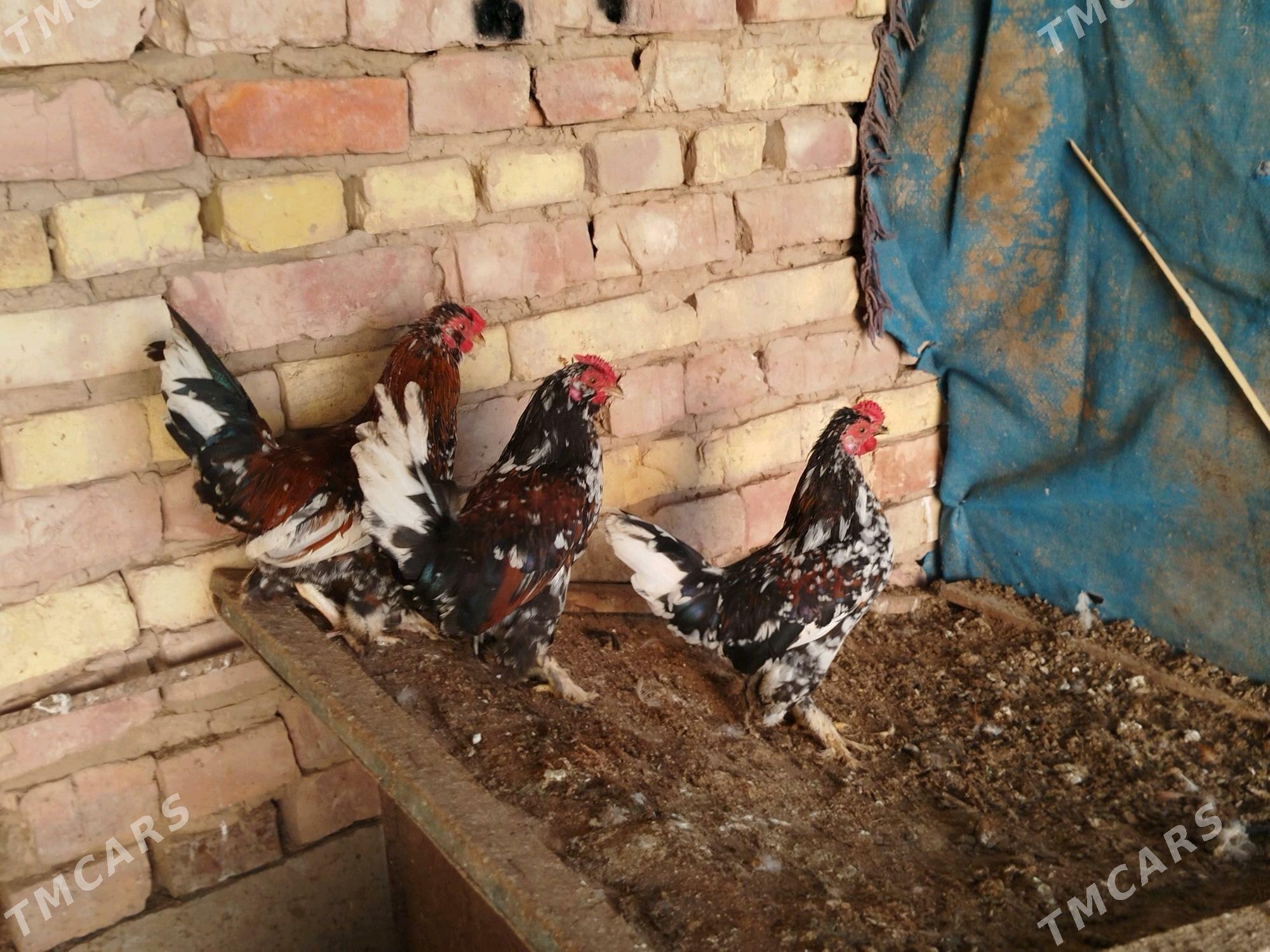 Karlyk horaz - Теджен - img 2