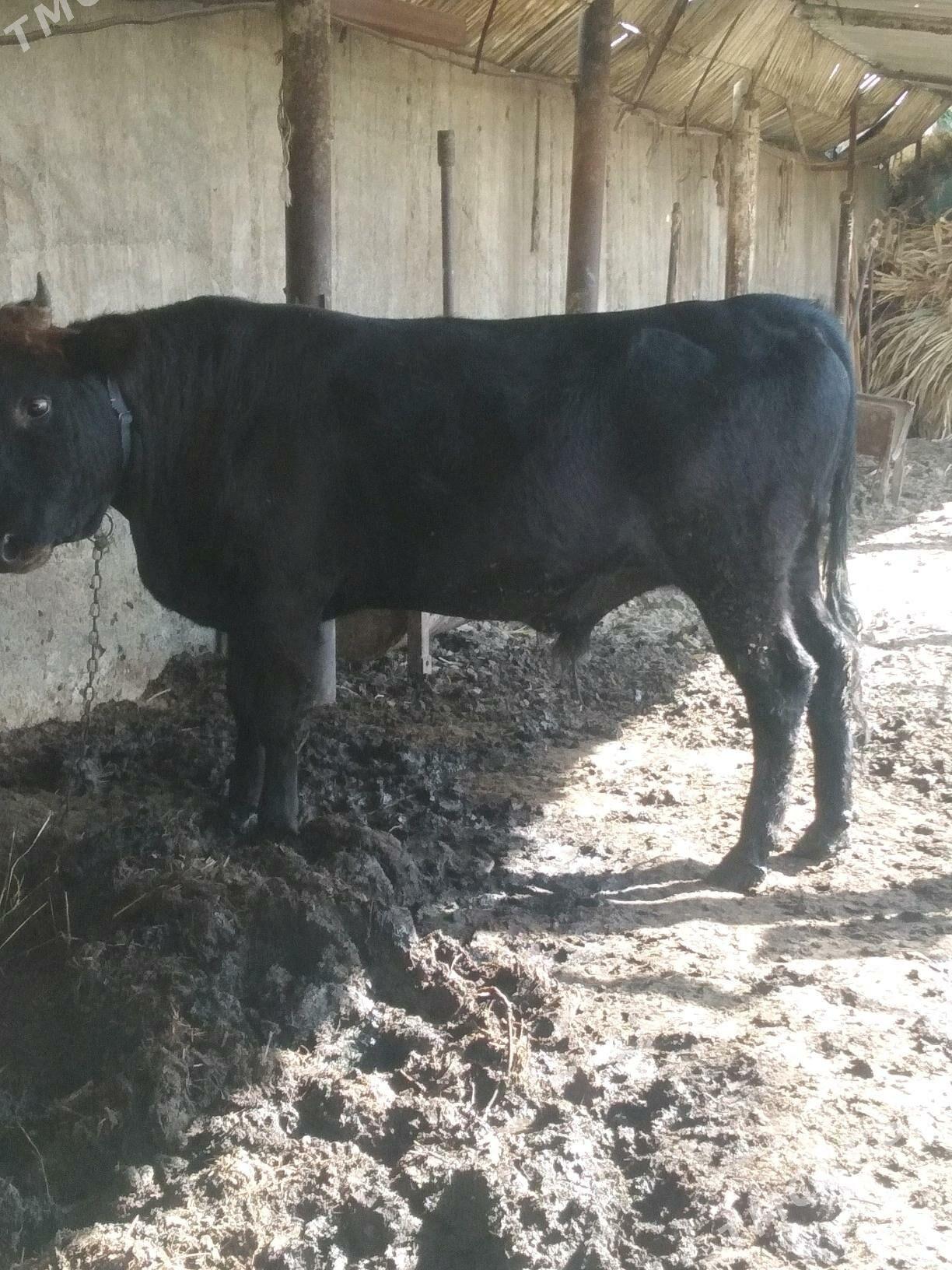 Okuz - Херрикгала - img 3