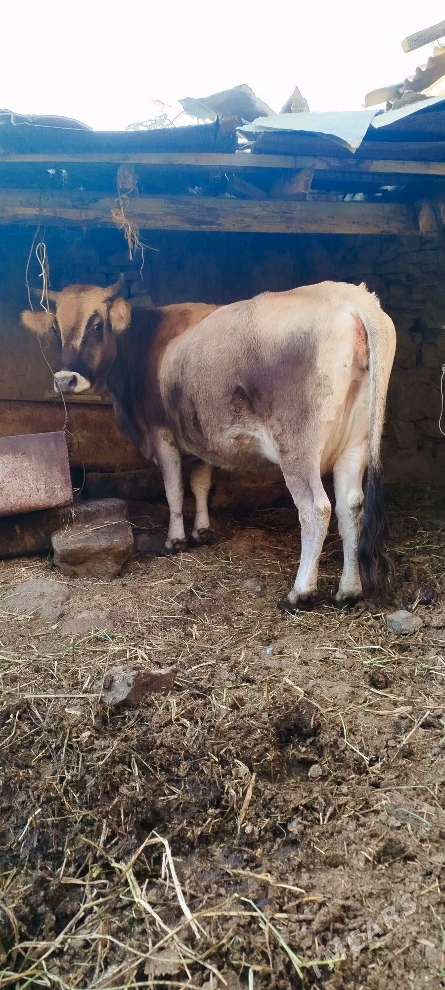 süÿtly tohum sygyr - Bäherden - img 10