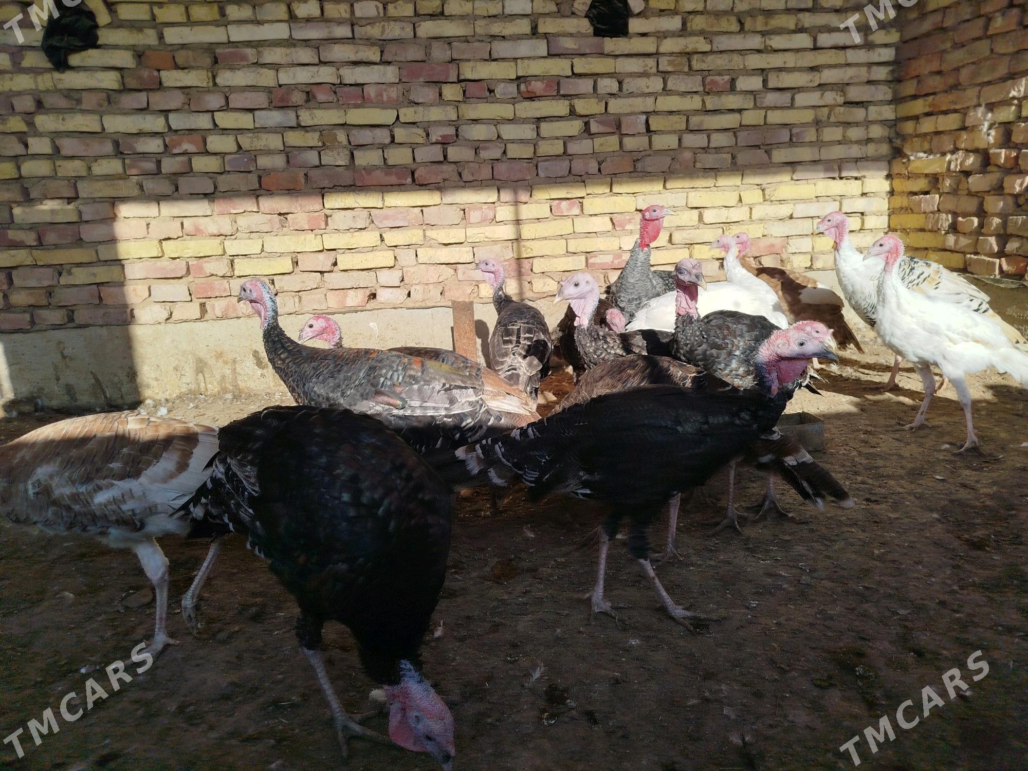 induk - Tejen - img 3