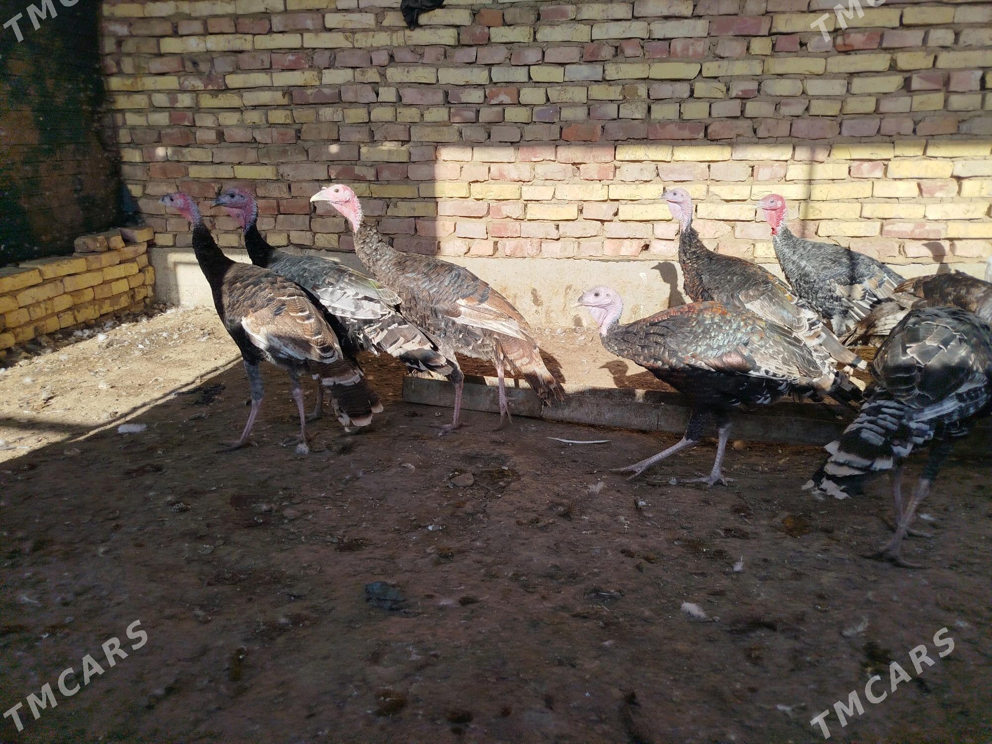 induk - Tejen - img 2