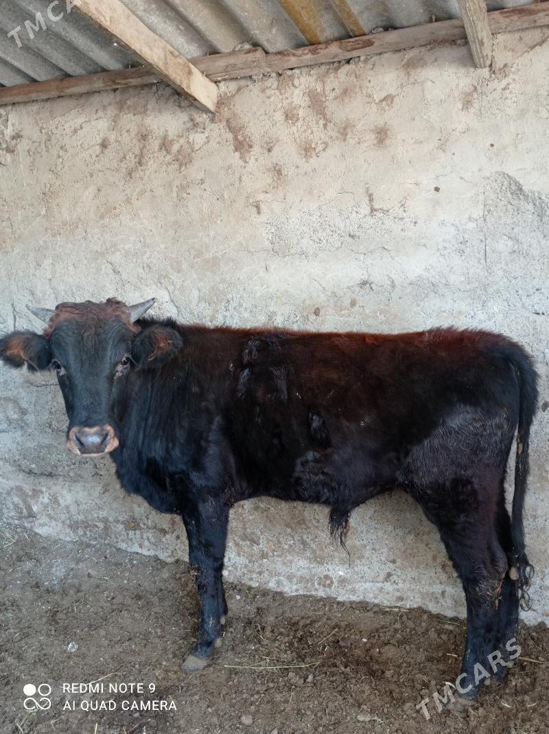 tohum okuz - Aşgabat - img 3