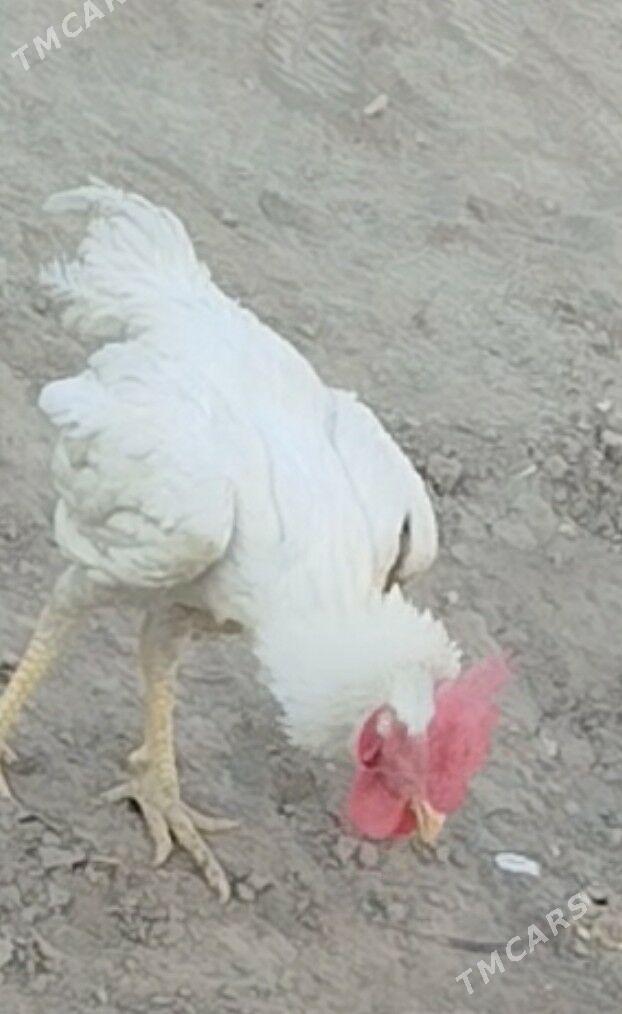 АК Товук Пери Хораз - Türkmenabat - img 4