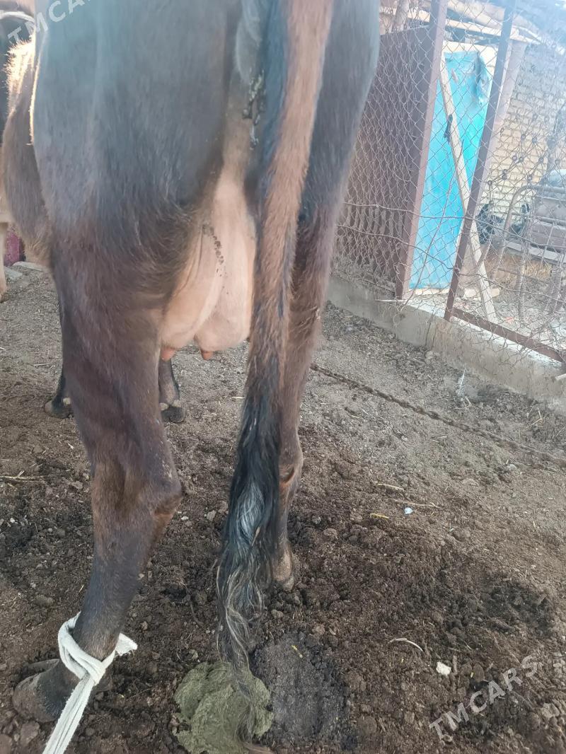 goleli sygyr - Mary - img 4