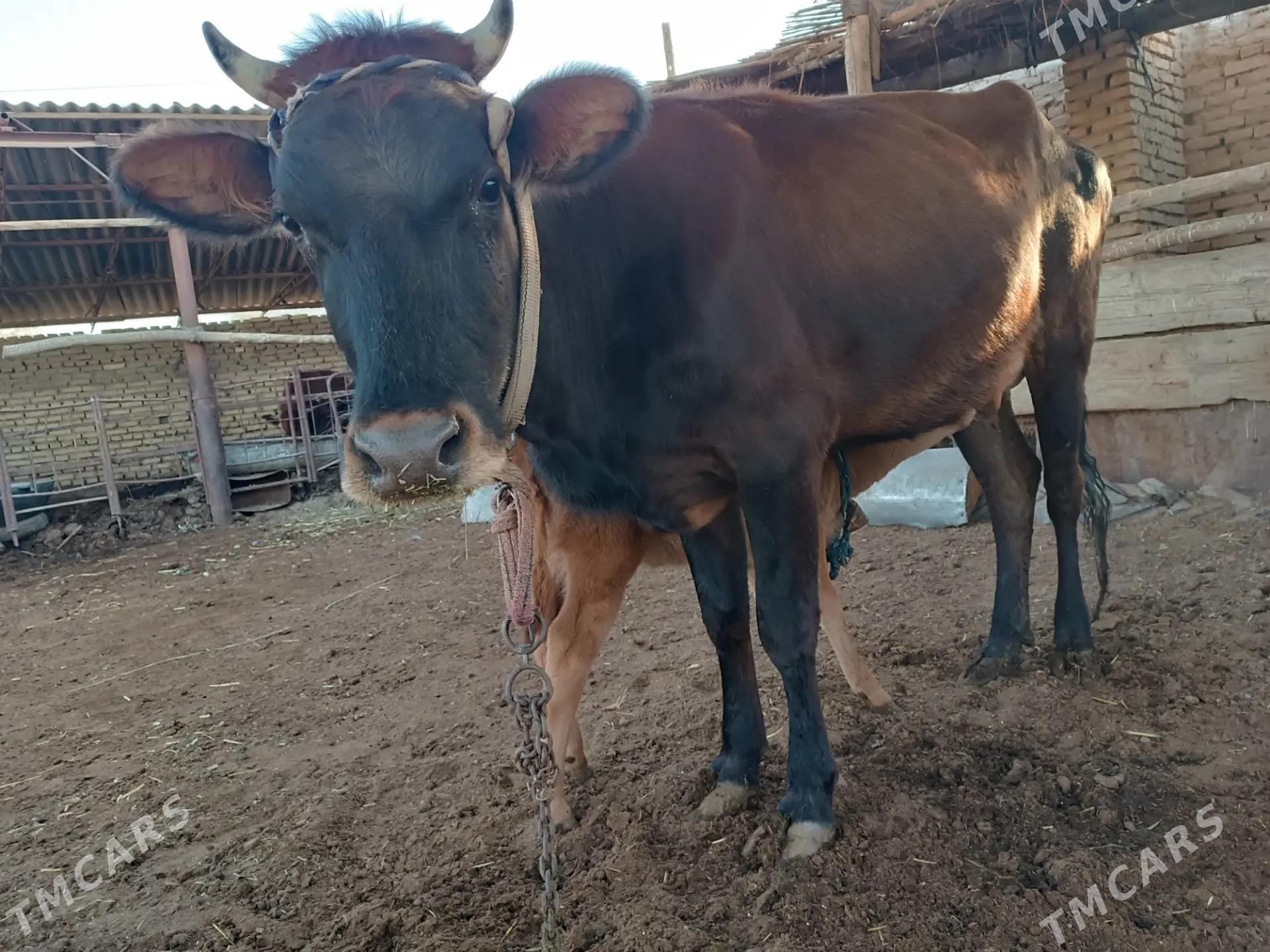 goleli sygyr - Mary - img 2