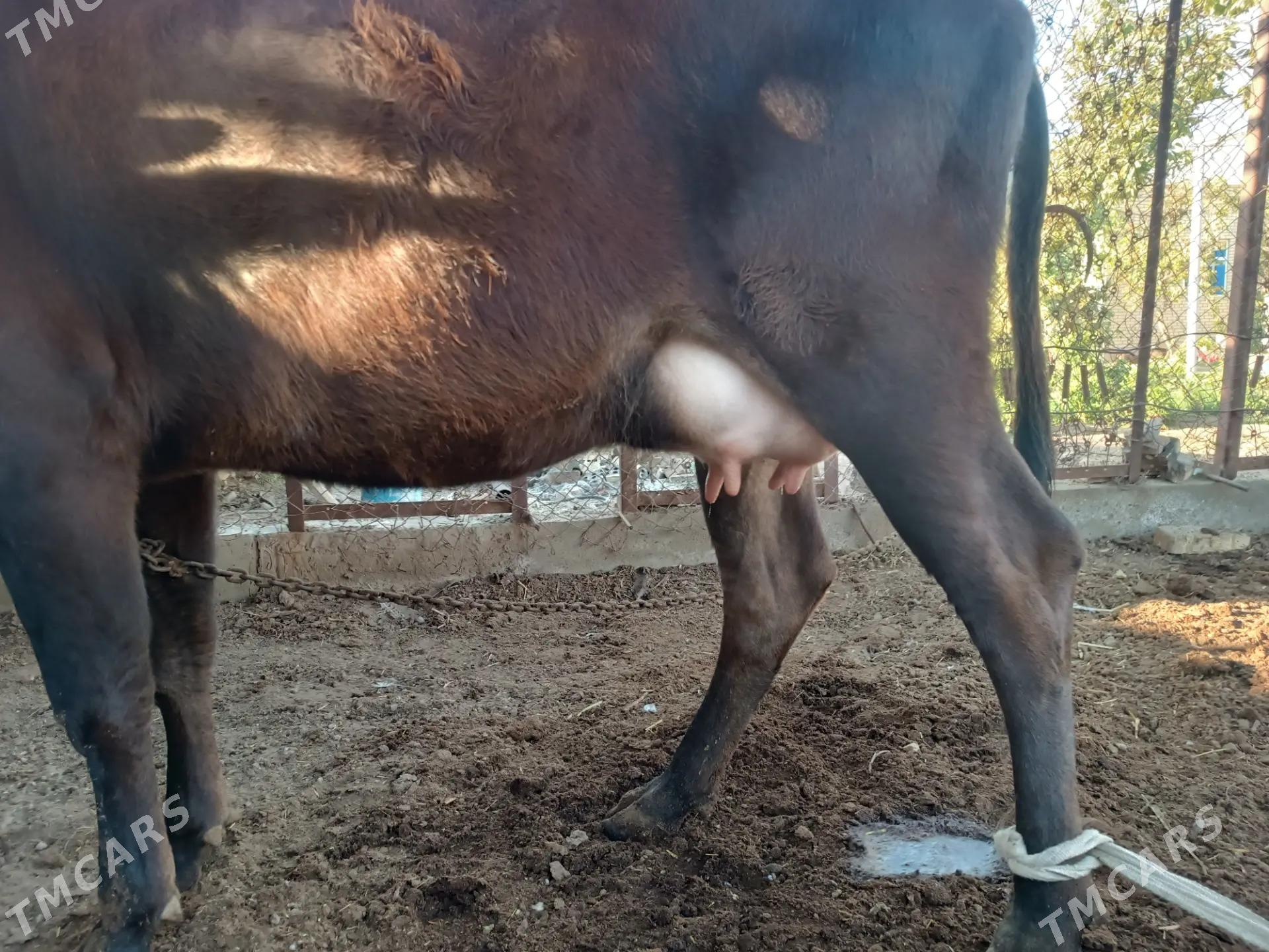 goleli sygyr - Mary - img 3