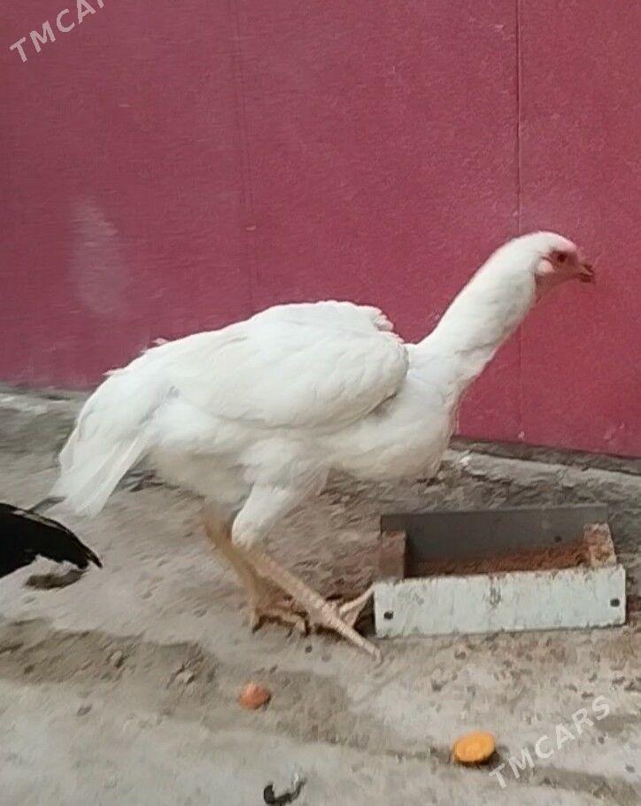 АК Товук Пери Хораз - Türkmenabat - img 2