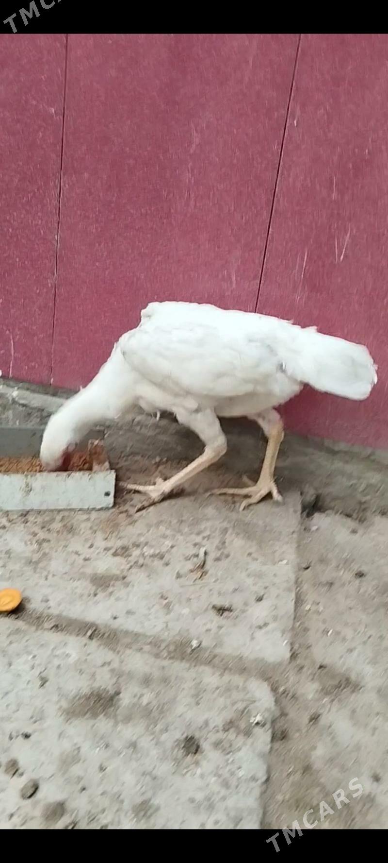 АК Товук Пери Хораз - Türkmenabat - img 3