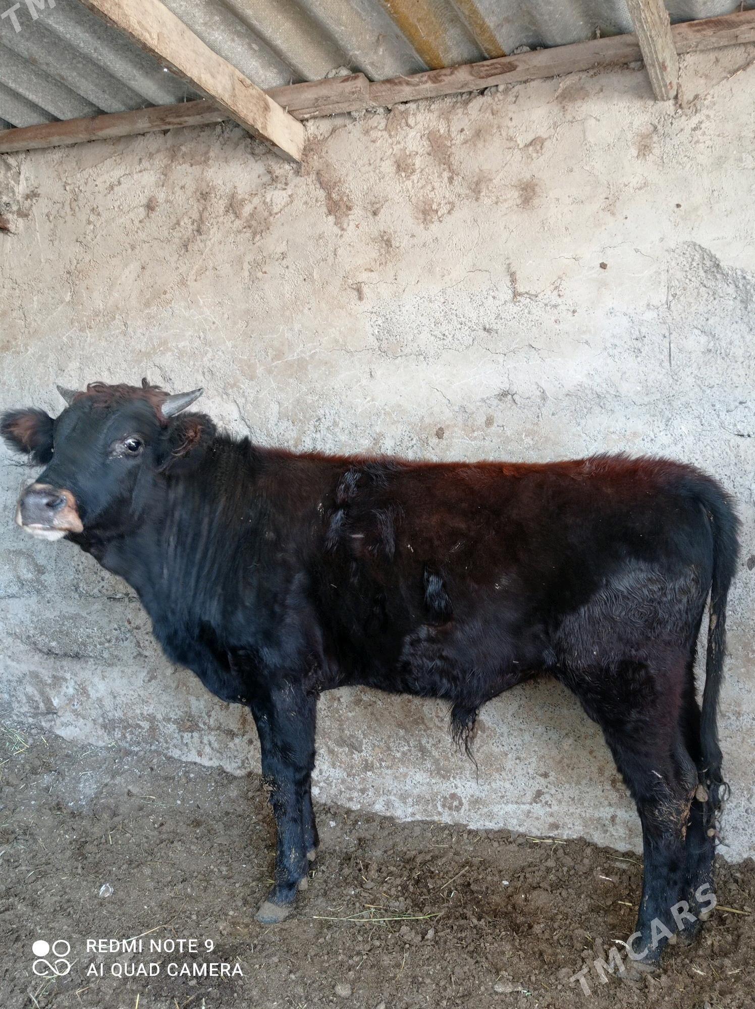 tohum okuz - Aşgabat - img 2