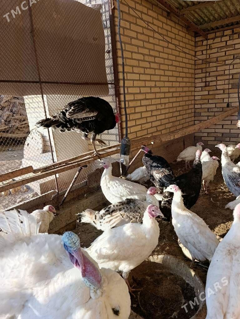 Induk - Mary - img 2