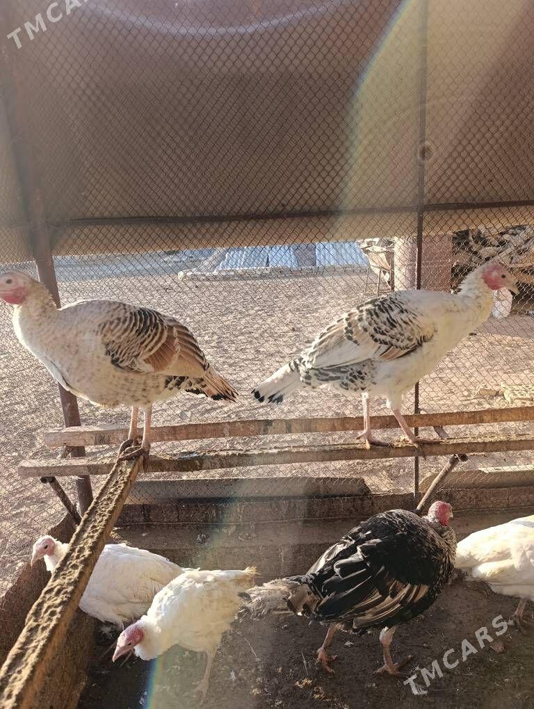 Induk - Mary - img 3