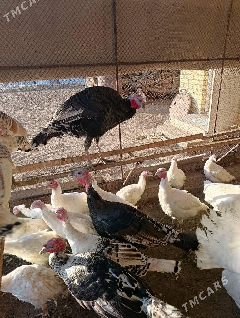 Induk - Mary - img 4