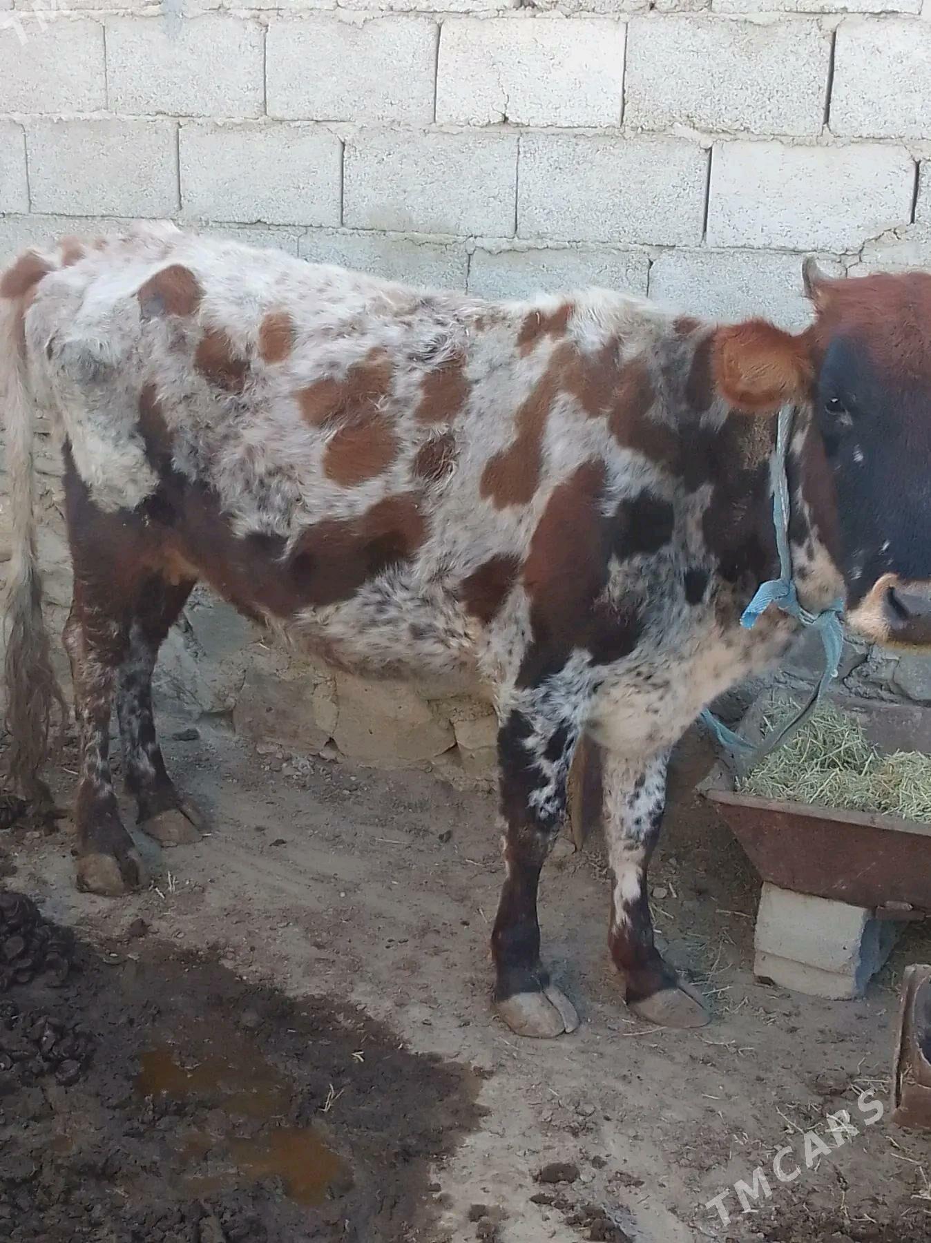 sygyr - Bereket - img 2