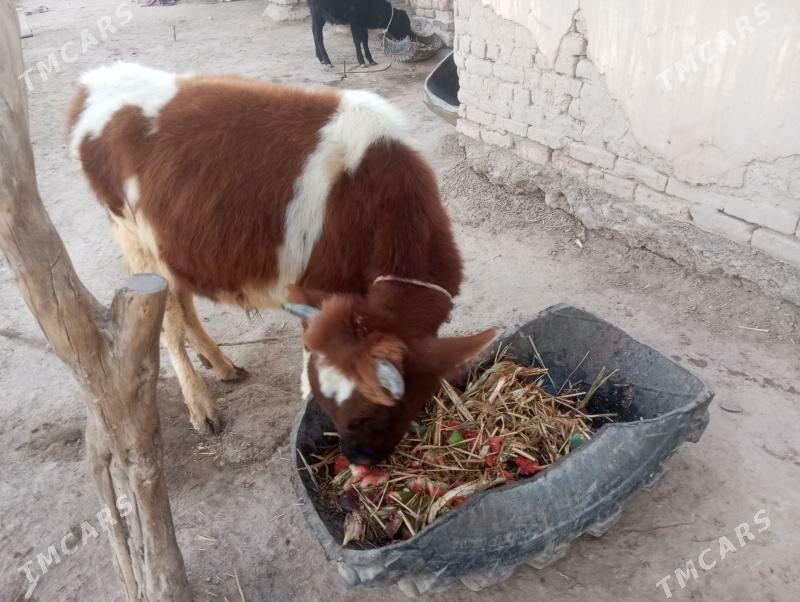 Mal - Шабатский этрап - img 2