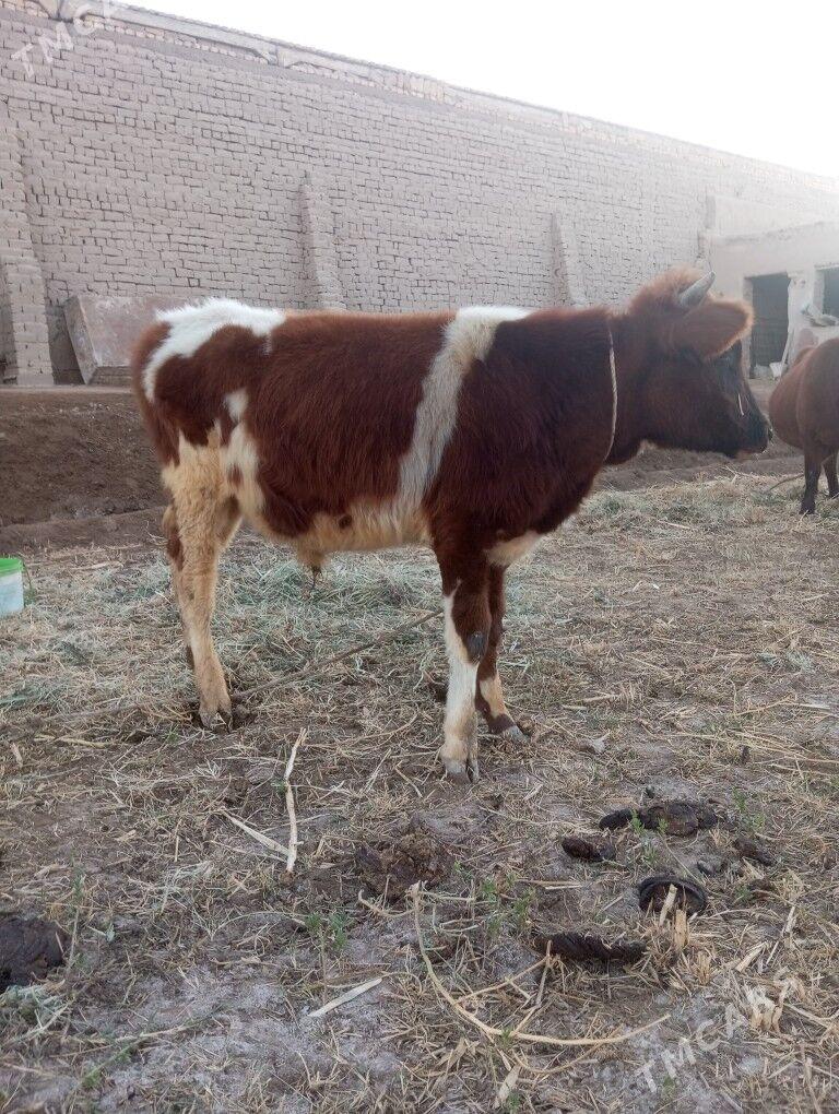 Mal - Шабатский этрап - img 9