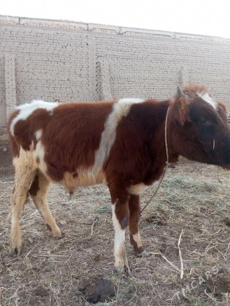 Mal - Шабатский этрап - img 8