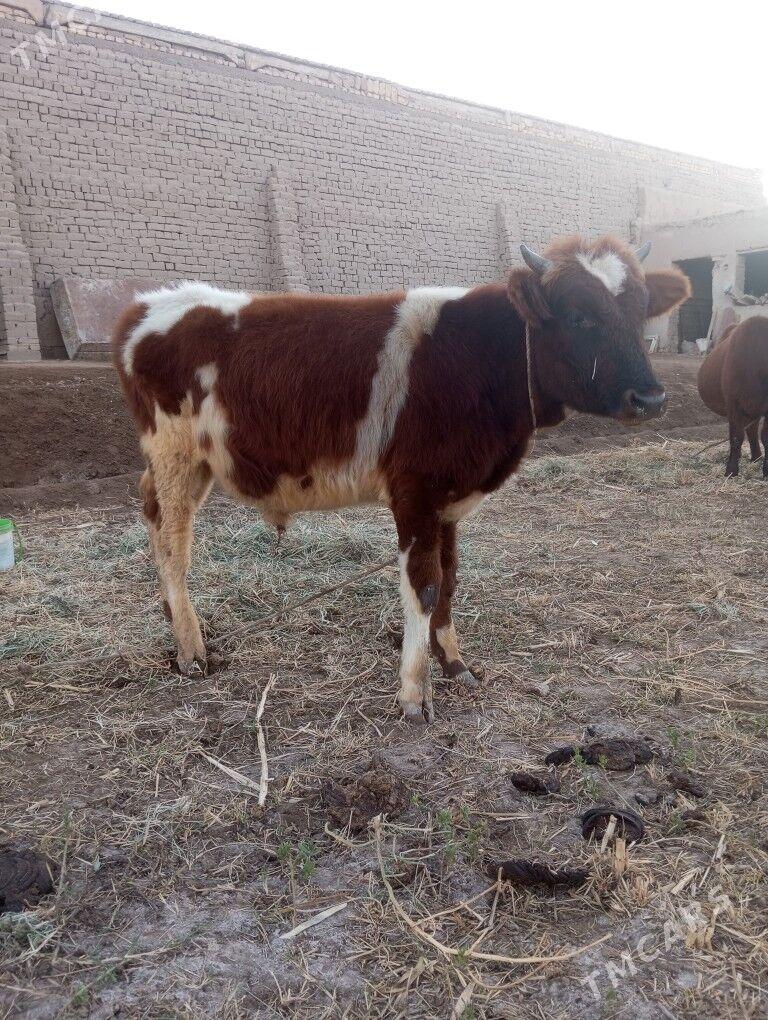 Mal - Шабатский этрап - img 4