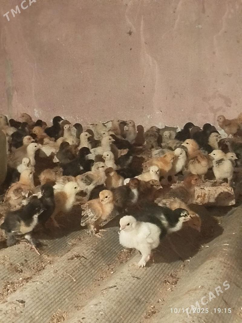 juyje - Мары - img 2