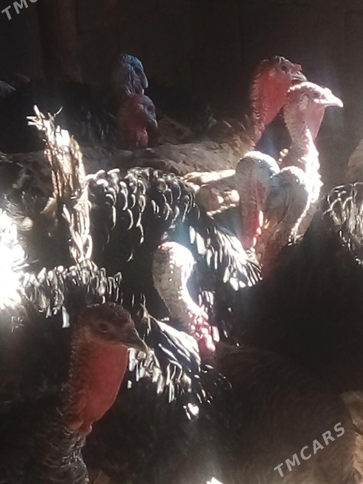 Induk - Büzmeýin - img 4