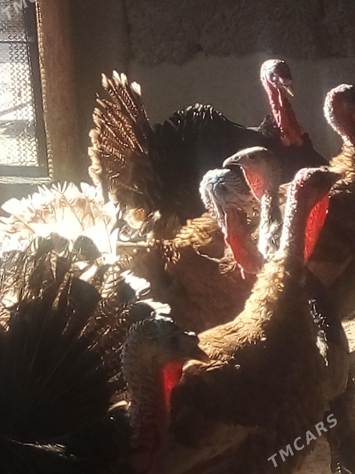 Induk - Büzmeýin - img 2