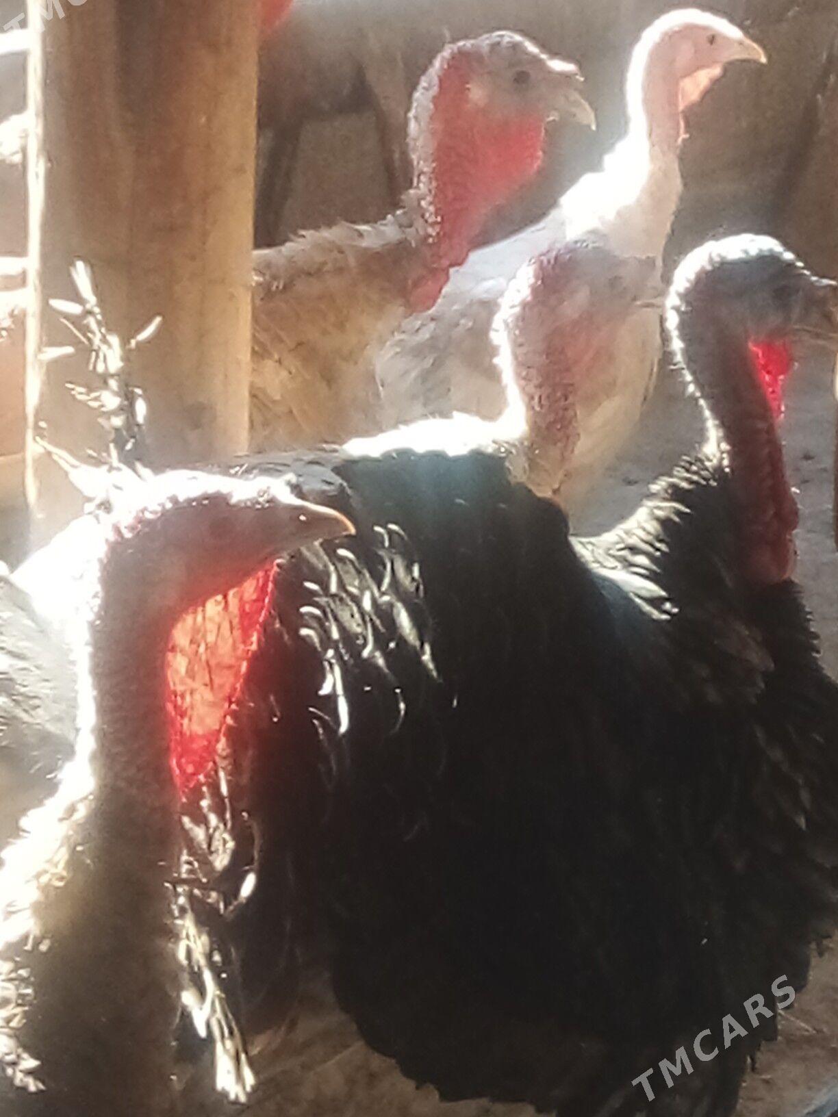 Induk - Büzmeýin - img 3