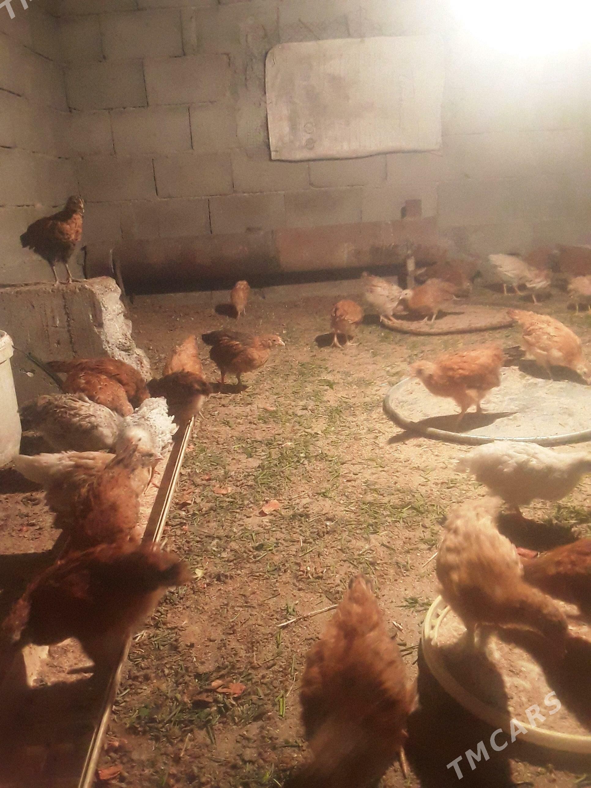 juyje - Gökdepe - img 2