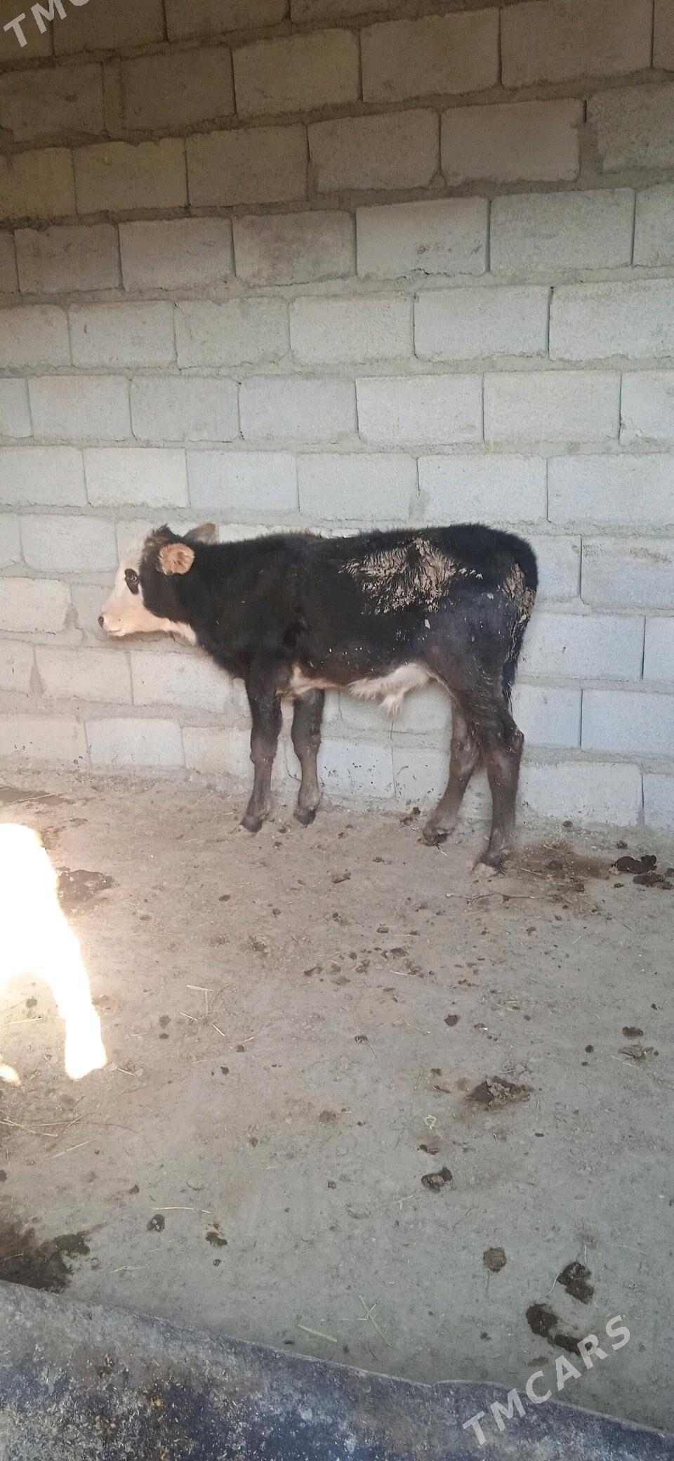 okuz - Берекет - img 2