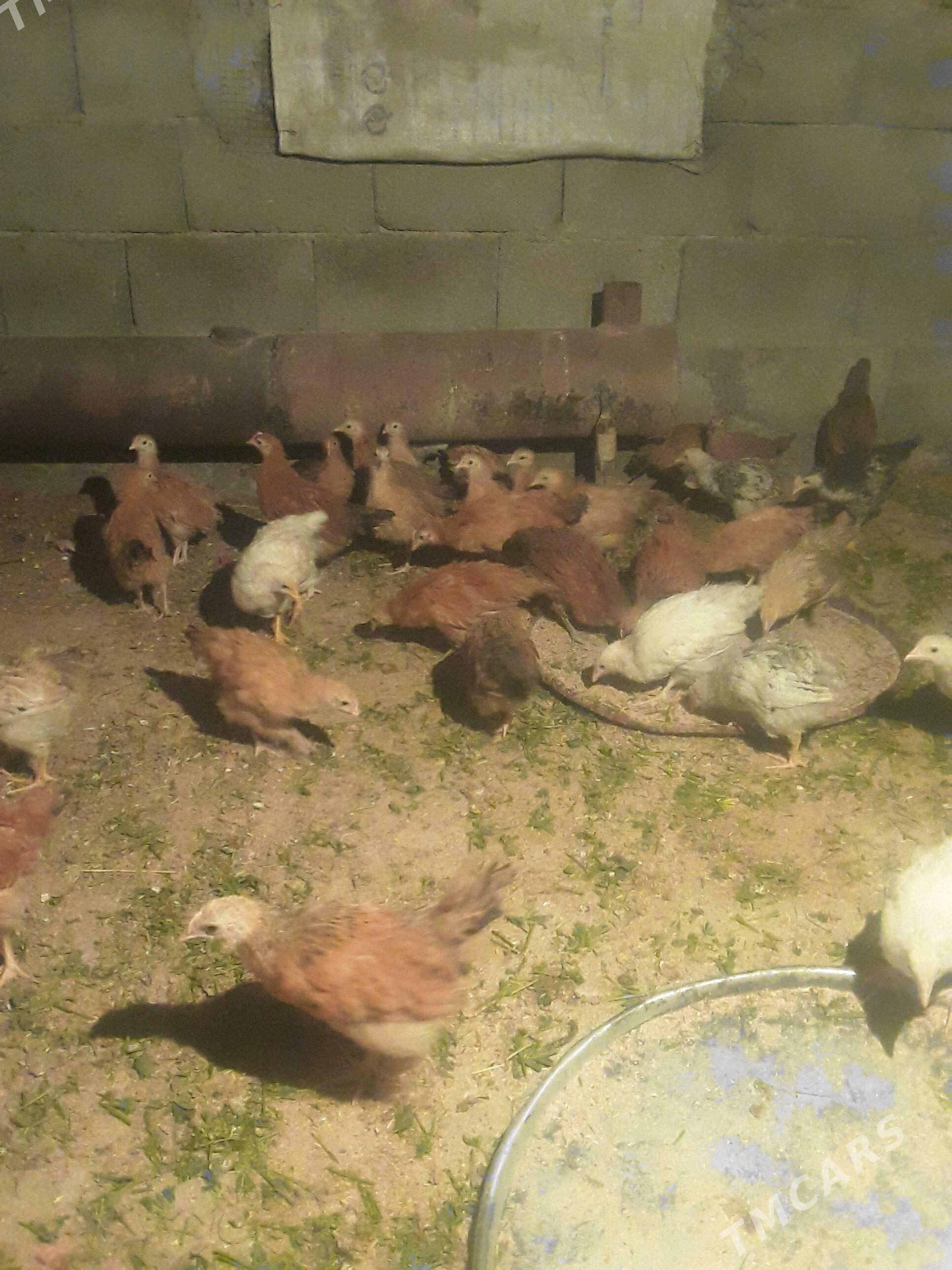 juyje - Gökdepe - img 3