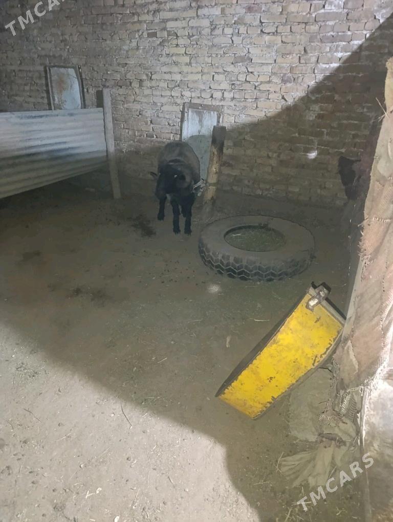 goc - Дянев - img 2