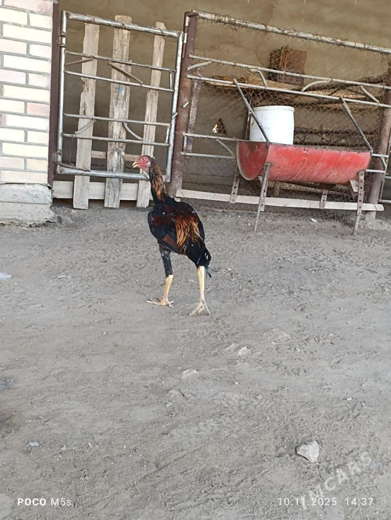 bayes horaz - Wekilbazar - img 2