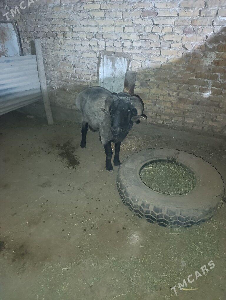 goc - Дянев - img 3