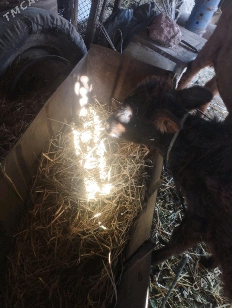 HÖJEK - Чарджоу - img 2