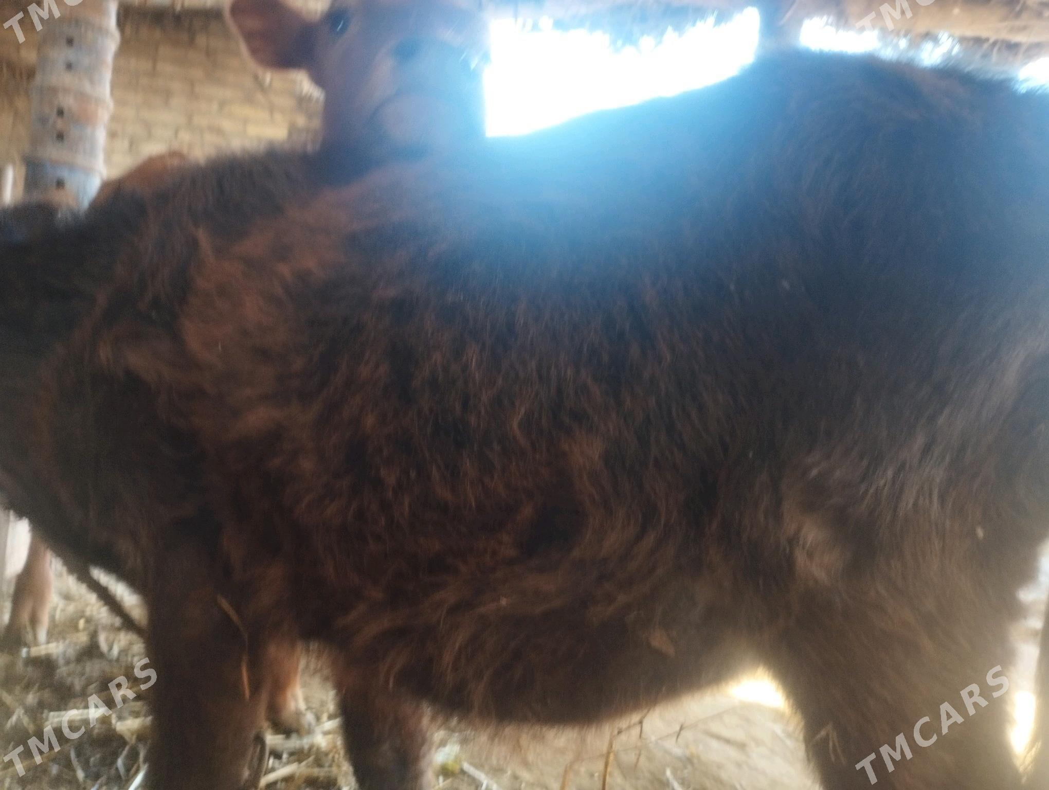 HÖJEK - Чарджоу - img 3