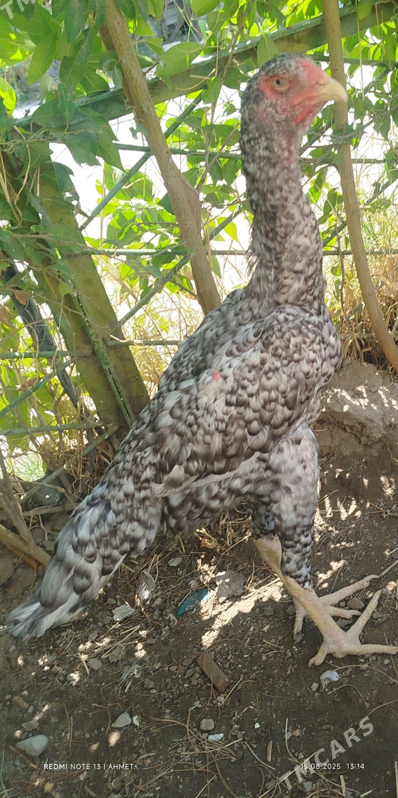 ГЕРМАН ГОК ШАМО - Туркменабат - img 3