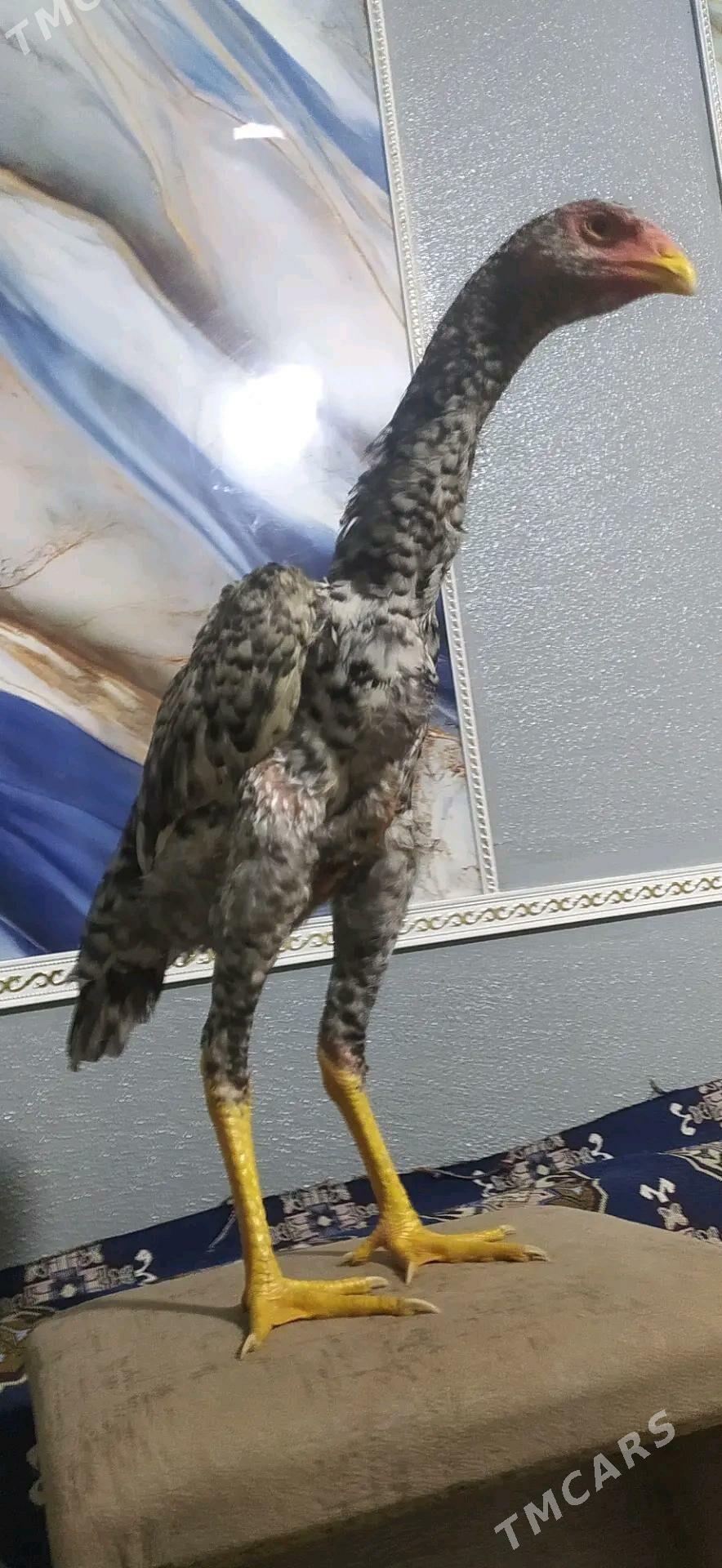 ГЕРМАН ГОК ШАМО - Туркменабат - img 2