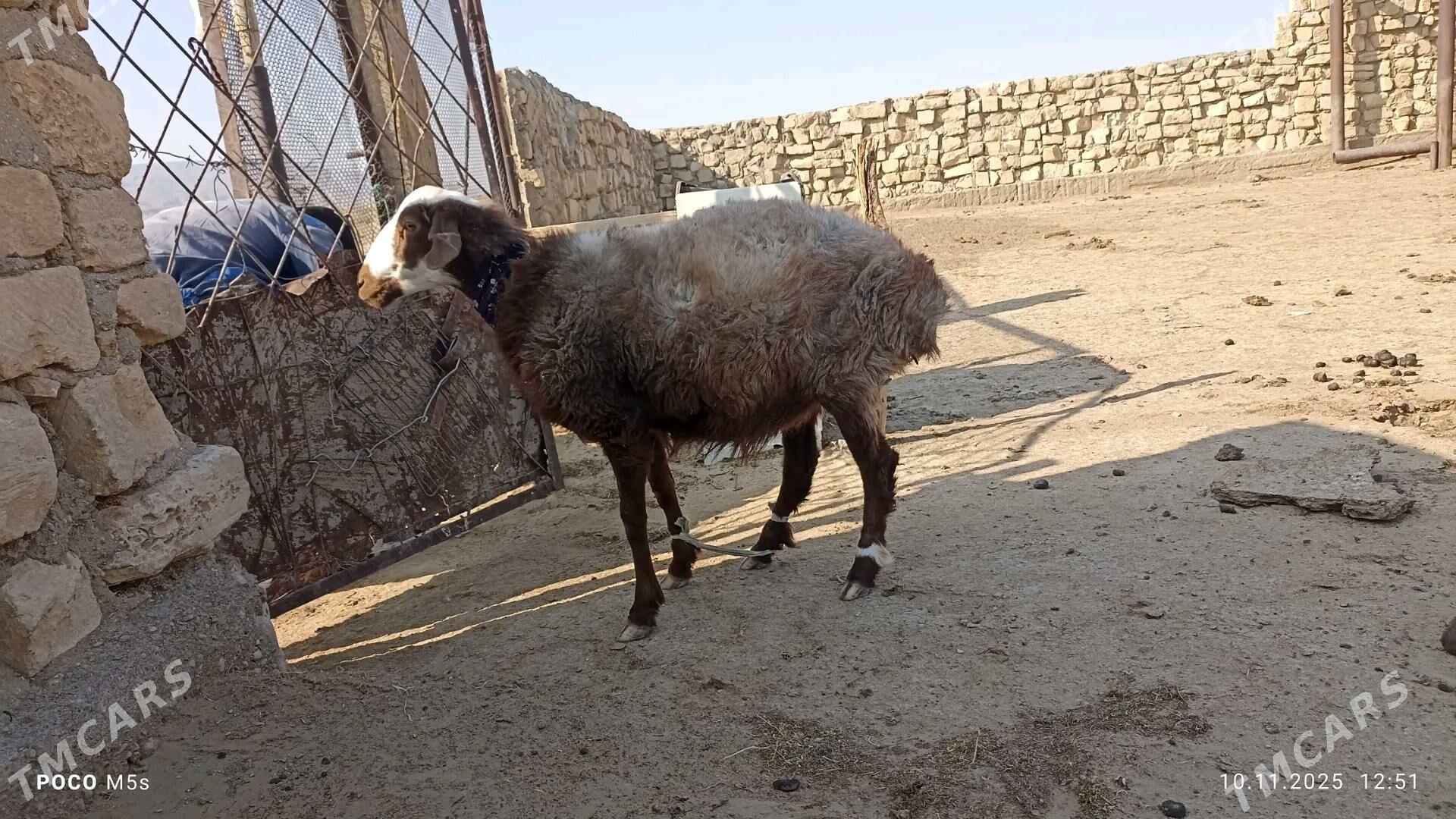 Goýun - Balkanabat - img 2