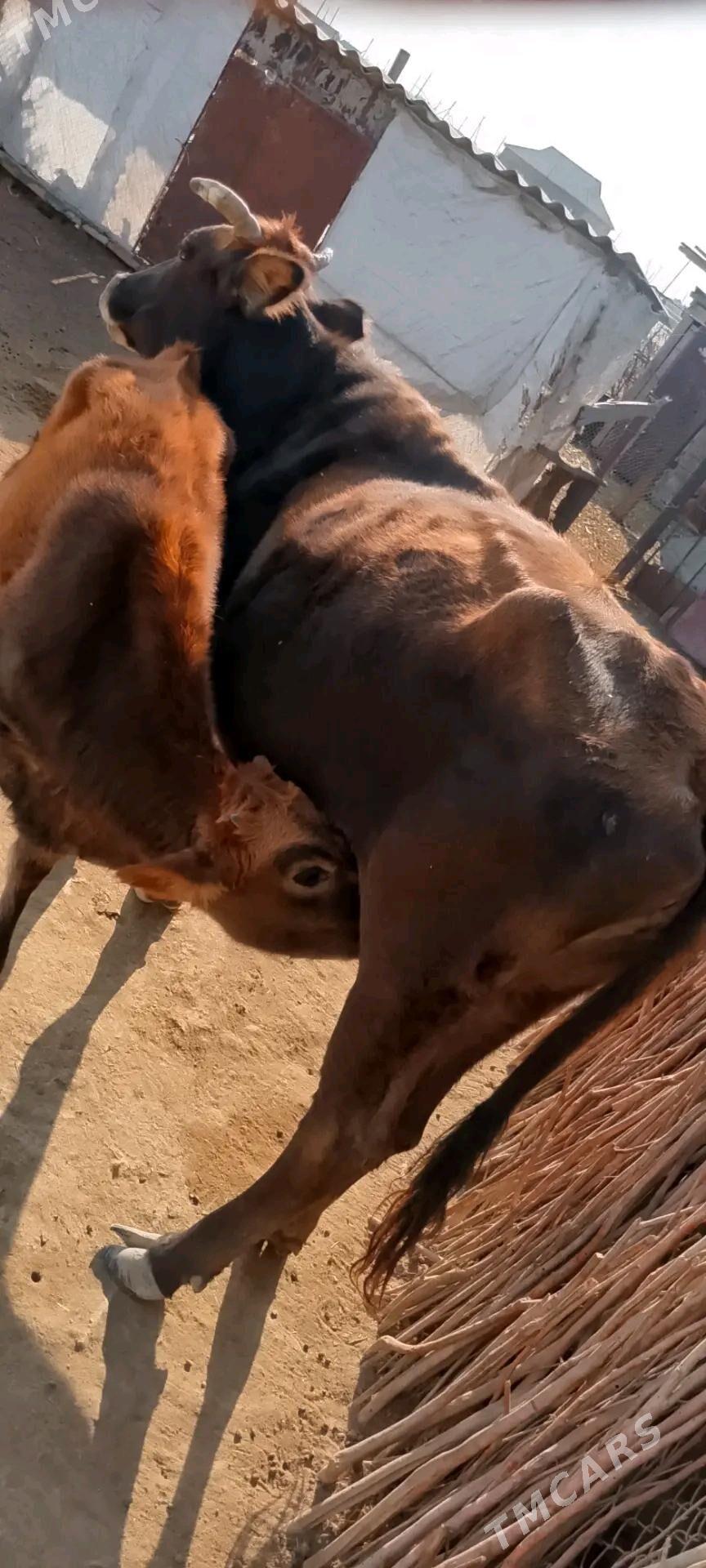 satlyk tanaly sygyr - Этрек - img 5